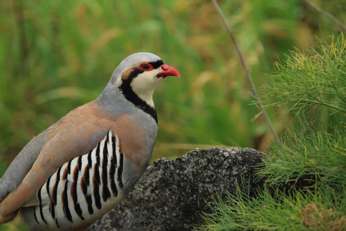 Chukar