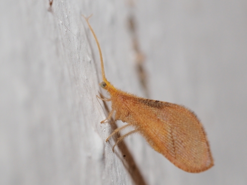 Isoscelipteron fulvum