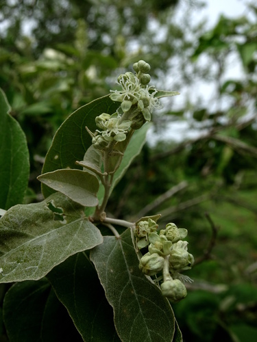 Croton watsonii