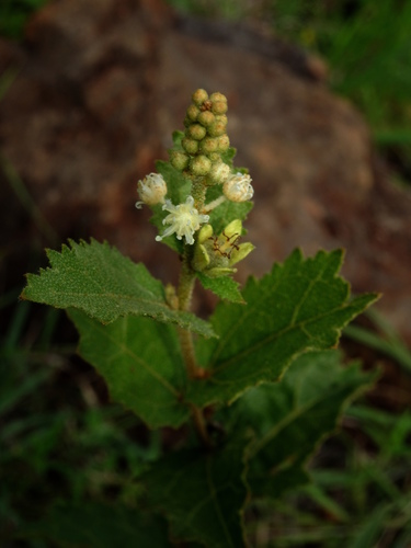 Croton repens