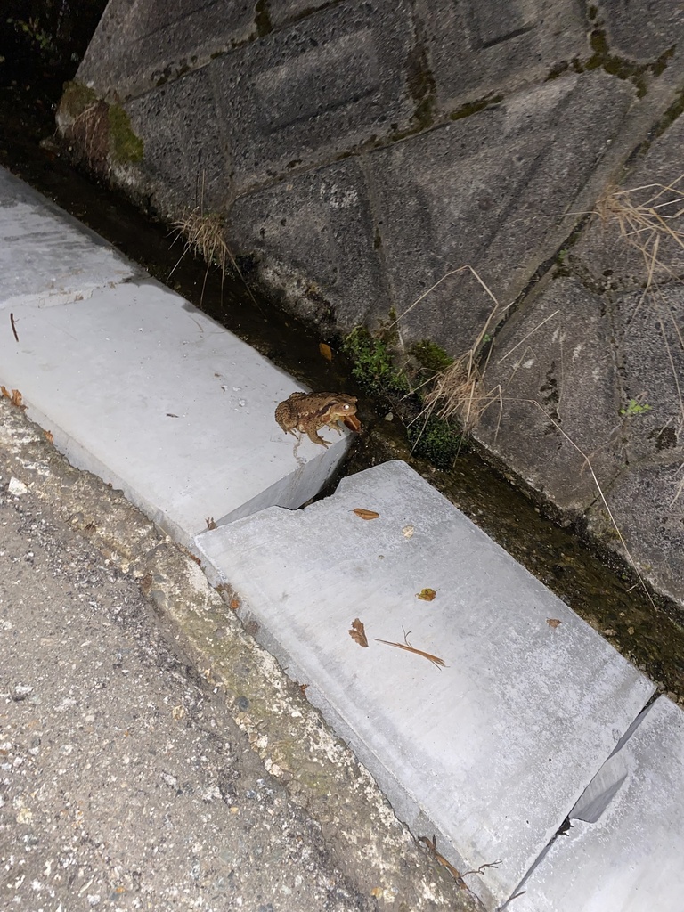 Western Japanese Common Toad in July 2021 by 西野佑 · iNaturalist