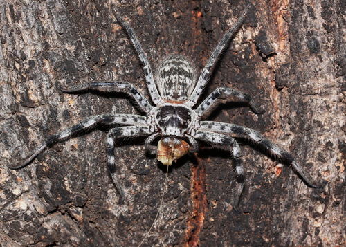 Holconia hirsuta