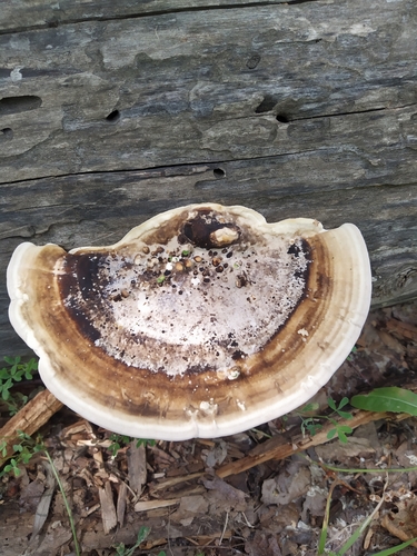 Trametes warnieri