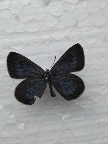 Dusky Large Blue