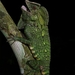 Abbott’s Anglehead Lizard - Photo (c) Akrachai Aksornneam, all rights reserved, uploaded by Akrachai Aksornneam