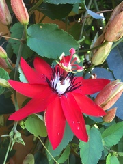 Passiflora miniata image