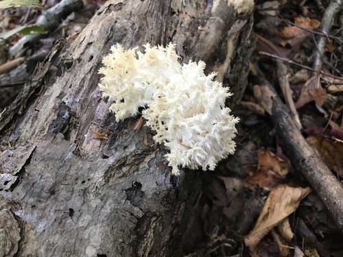 Coral tooth fungus