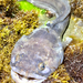 Porichthys notatus - Photo (c) Andrew Harmer, כל הזכויות שמורות, הועלה על ידי Andrew Harmer
