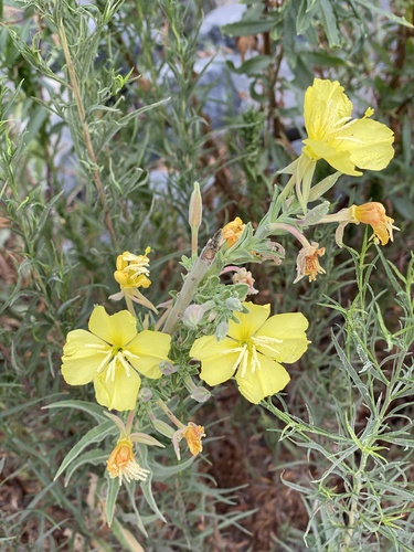 iNaturalist observation photo of tall evening primrose