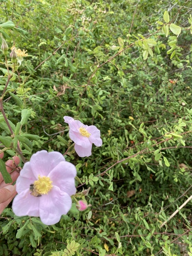 iNaturalist observation photo of California Wild Rose