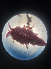 Saduria entomon image