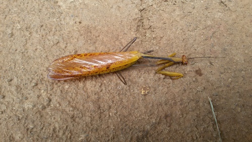 Tisma freyi