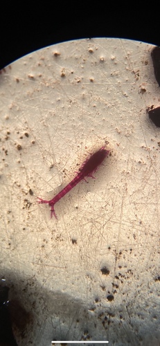 Nippoleucon hinumensis