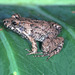 Guyana White-lipped Frog - Photo (c) Paul Freed, all rights reserved, uploaded by Paul Freed