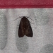 photo of Cutworm Moths And Allies (Noctuidae)