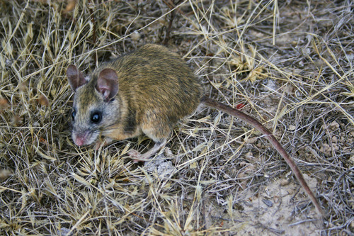 Plateau Mouse