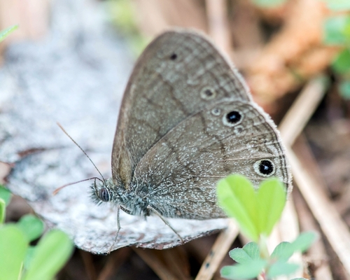 Carolina Satyr