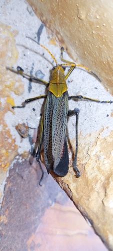 Romalea tamaulipensis