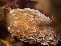 Aeolidiella glauca image