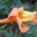 Bignonia longiflora - Photo (c) Rudy Gelis, todos los derechos reservados, subido por Rudy Gelis