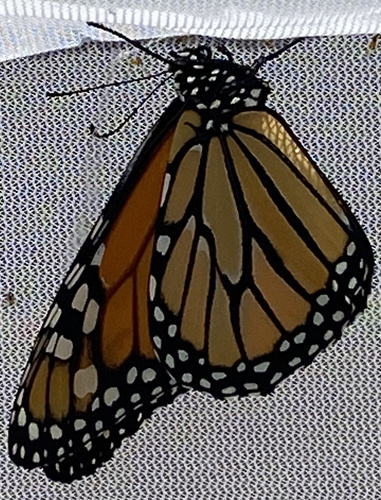photo of Monarch (Danaus plexippus)