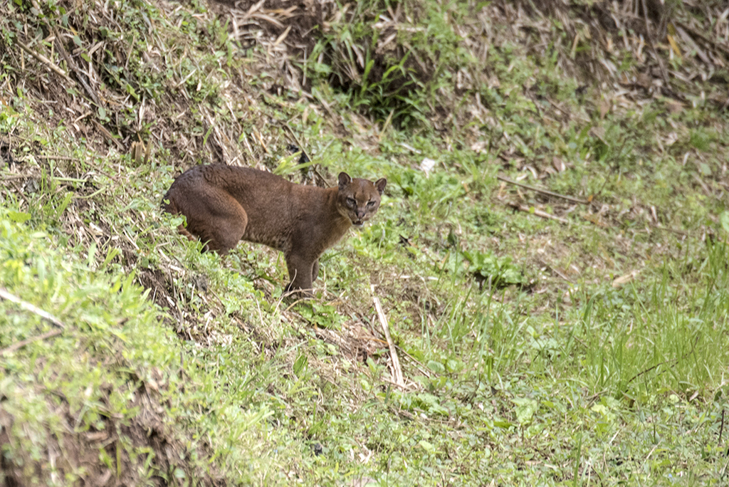 Caracal aurata best sale