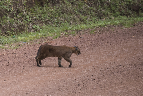 African Golden Cat