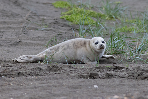 Ringed Seal