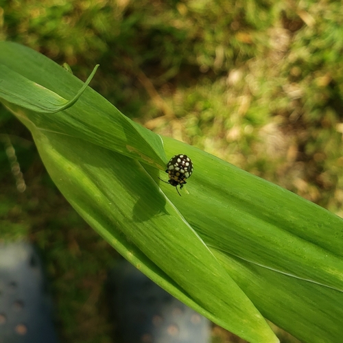 photo of Black-spotted Lady Beetles (Coccinellini)