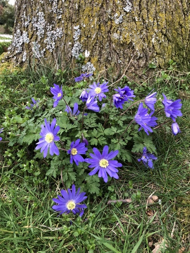 Greek Anemone