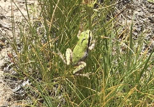 iNaturalist observation photo of Pacific chorus frog