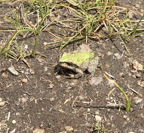 iNaturalist observation photo of Pacific chorus frog