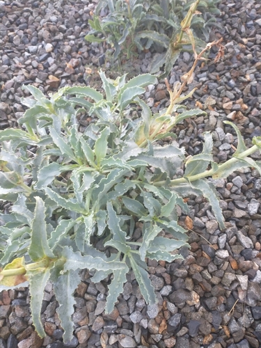 Palmer's penstemon