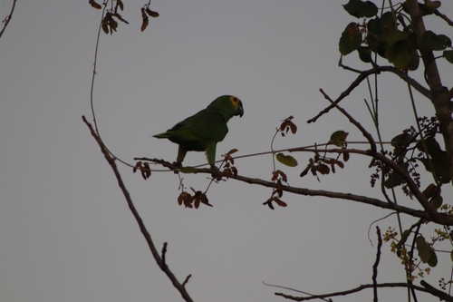 Turquoise-fronted Amazon