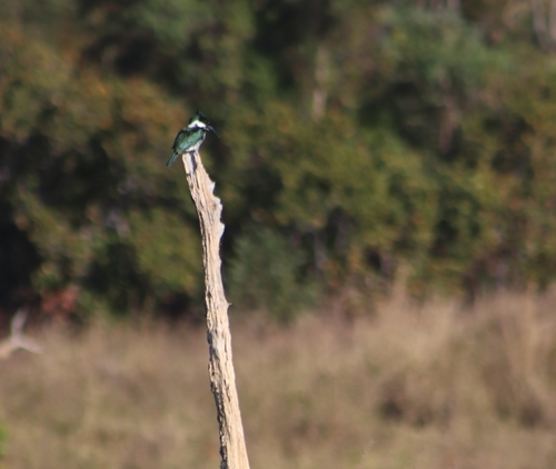 Amazon Kingfisher