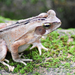 Ornate Forest Toad - Photo (c) Anderson Almeida, all rights reserved, uploaded by Anderson Almeida