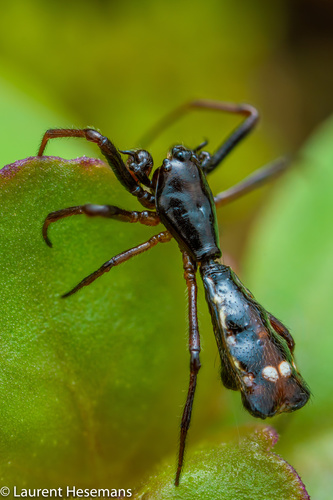 Micrathena sexspinosa