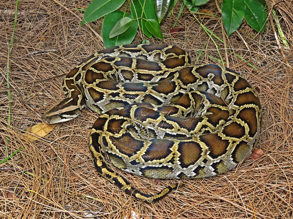 Burmese Python in August 2018 by thamnelegans24 · iNaturalist