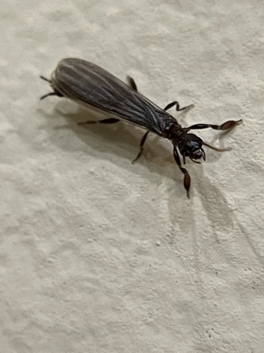 Black Webspinner