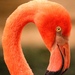 Flamingos - Photo (c) Barbara Moreno Martinez, all rights reserved, uploaded by Barbara Moreno Martinez