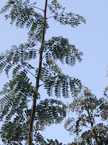 Albizia coriaria
