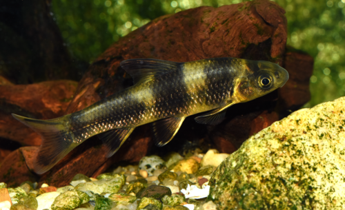 Chinese Lake Gudgeon