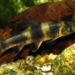 Sarcocheilichthys sinensis - Photo (c) Chekiangense Longpotamon, כל הזכויות שמורות, הועלה על ידי Chekiangense Longpotamon