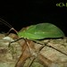 Arachnacris - Photo (c) Christian Langner, todos los derechos reservados, subido por Christian Langner