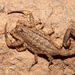 Lesser Brown Scorpion - Photo (c) Chris Benesh, all rights reserved, uploaded by Chris Benesh