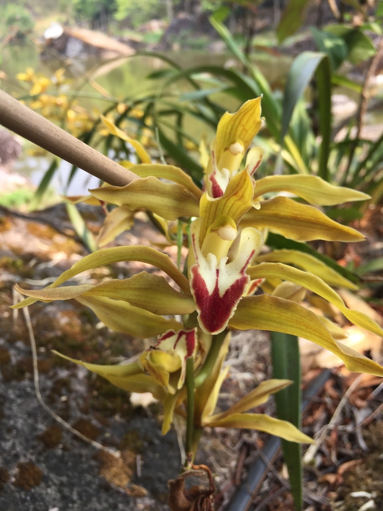 Cymbidium lowianum (Cymbidium lowianum)
