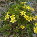 Ranunculus gracilipes - Photo (c) David Lyttle, all rights reserved, uploaded by David Lyttle