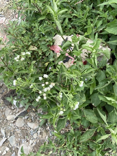 billygoat weed