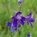 Upland Larkspur - Photo (c) Adam Jermakow, all rights reserved, uploaded by Adam Jermakow