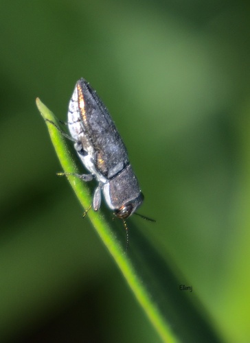 Anthaxia kneuckeri · iNaturalist